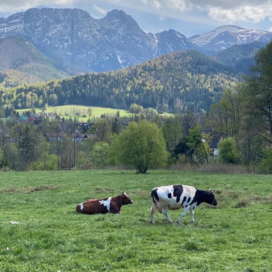 Apartament Poleczka Zakopane Koscielisko Buitenkant foto